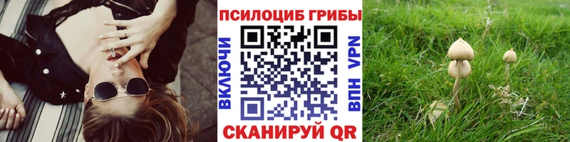 цены   Химки  Галлюциногенные грибы Cubensis 